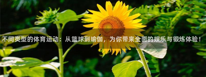 MK体育官方正版app集团logo：不同类型的体育运动：从篮